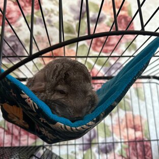 Сплю 🛏️💤