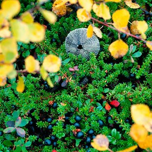 Русское Заполярье