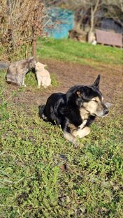 Животные с Бойцов