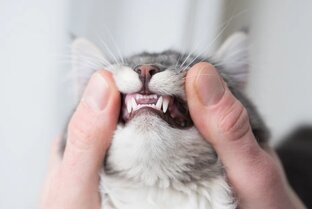 Здоровье кошек