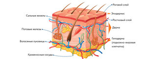 Как работает наша кожа