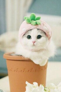 Кошечки ищут дом 