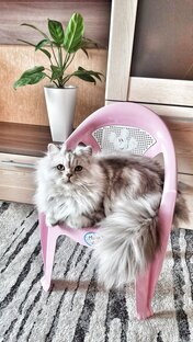 Котик Талисман