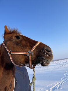 Пафос 🖤Слепая лошадь