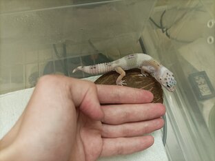 Про эублефаров