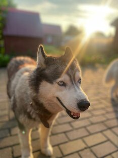 Юта, которую хотели усыпить...