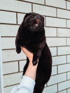 Полезные статьи 🦦