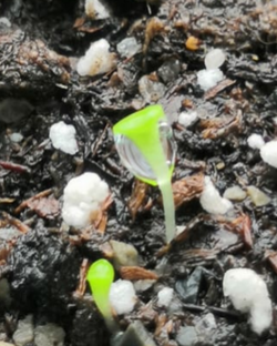 Из семян🌱