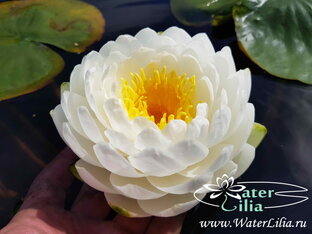 Нимфеи белые