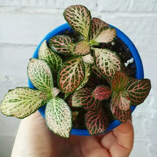 Комнатные цветы и растения