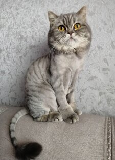 кошка Кнопа 