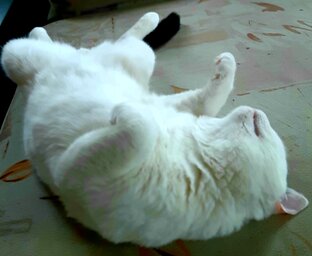 Кот Кузьмич