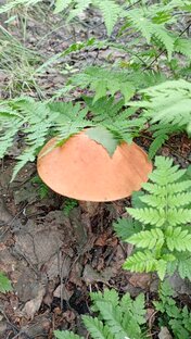 Это наш лес!