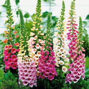 Наперстянки