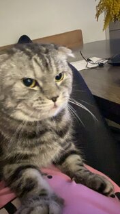 коТТы