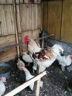 Куриные новости🐔