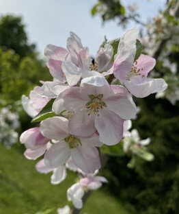 🎶 Мысли - струны нашей души 🎼