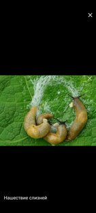 Слизни в огороде