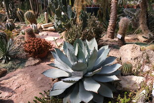 Суккуленты