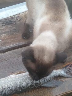 Котик и рыба щука