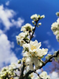 Всё о цветах 