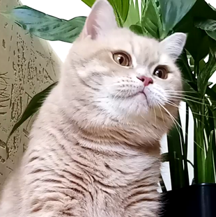 Короткие видео