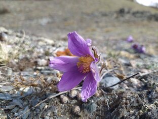 Бесхвостая папка