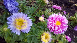 Поздравительные видео на заказ