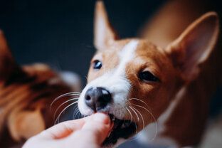 Щенок басенджи. Советы