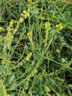 Лекарственные травы и плоды