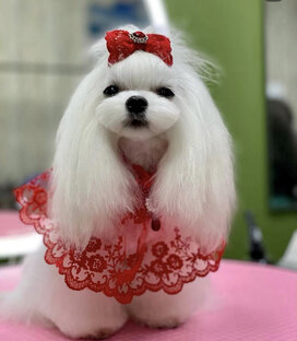 Моя Молли💖