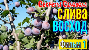 Секреты Садовода - СЛИВЫ