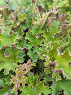 Декоративно-лиственные растения