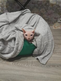 Пропала . Снова