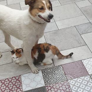 Веснлая тусня