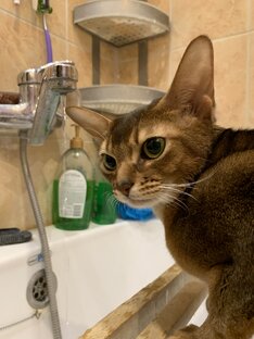 Моя кошка пьёт воду