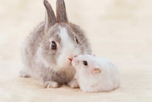 Аморальное Наказание в Бацзы