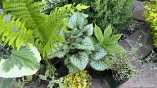 Каталог  многолетних растений и декоративных кустарников. 