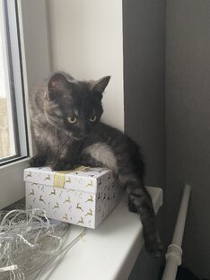 Братья меньшие 