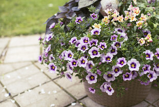 Композиции