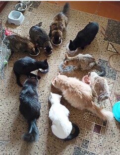 #3. Передержка с особенными котиками у Марины. Дальнее засвияжье. 