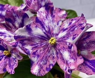 Фиалки моей селекции с приставкой «ЕЛ»