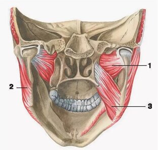 Жевательные мышцы
