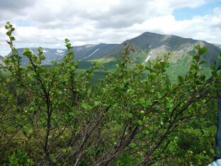 Про растения 