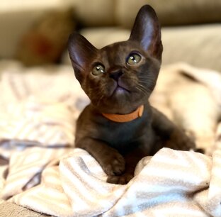 Котята питомника
