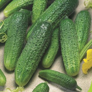 ОГУРЦЫ. ПРОФЕССИОНАЛЬНЫЕ СЕМЕНА