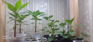 Бальзамины