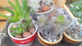 Домашние цветы, уход, размножение,черенкование