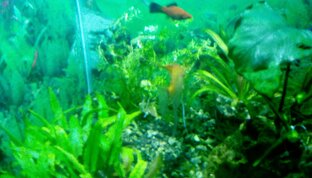 Дневник аквариумиста 