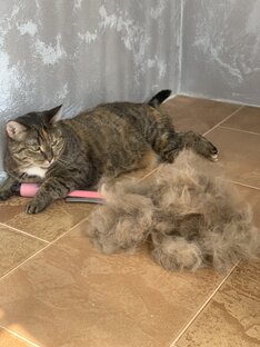 Вычес котиков🥰